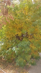 Fraxinus pennsylvanica