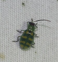 Diabrotica balteata