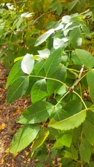 Fraxinus pennsylvanica