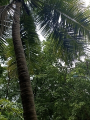 Cocos nucifera