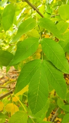 Fraxinus pennsylvanica