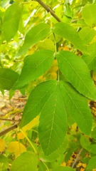 Fraxinus pennsylvanica