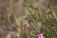 Cyanothamnus coerulescens