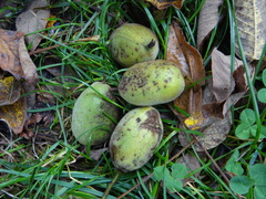 Juglans cinerea