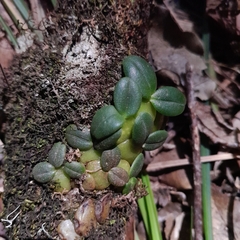 Bulbophyllum sciaphile