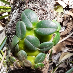 Bulbophyllum sciaphile