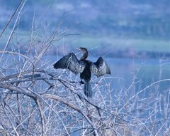 Microcarbo africanus