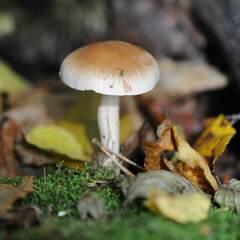 Hebeloma crustuliniforme