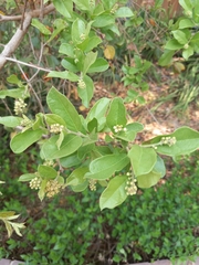 Citharexylum berlandieri