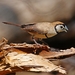 Northern Double-barred Finch - Photo (c) QuestaGame, some rights reserved (CC BY-NC-ND), uploaded by QuestaGame