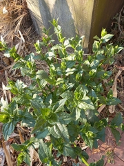 Chenopodiastrum murale