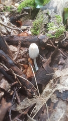 Fungi