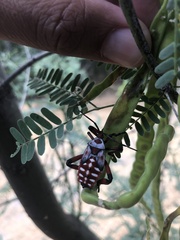 Pachylis neocalifornicus