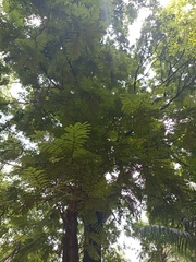 Peltophorum