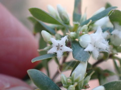 Styphelia mutica