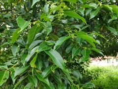 Phyllanthaceae