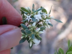 Styphelia mutica
