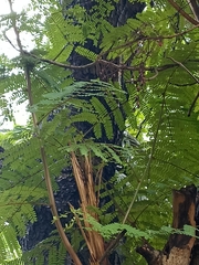 Peltophorum