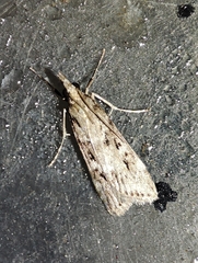 Eudonia angustea