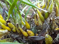Bulbophyllum alleizettei