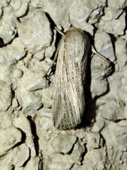 Mythimna riparia
