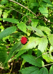 Rubus rosifolius