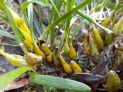 Bulbophyllum alleizettei