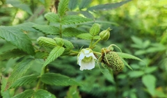Rubus rosifolius
