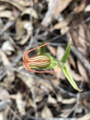 Pterostylis recurva