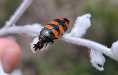 Castiarina crenata