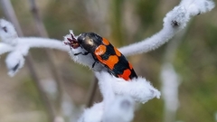 Castiarina crenata
