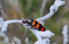 Castiarina crenata