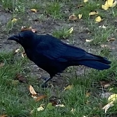 Corvus corone