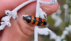 Castiarina crenata