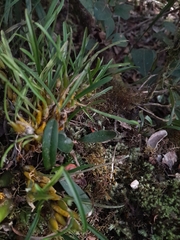 Bulbophyllum alleizettei