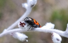 Castiarina crenata