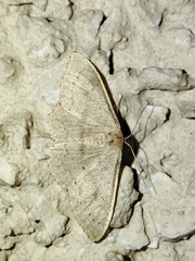 Idaea eugeniata
