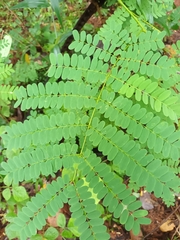 Adenanthera pavonina