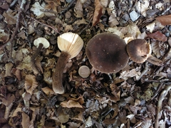 Lactarius lignyotus