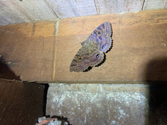 Speiredonia spectans