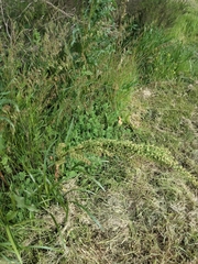 Rumex crispus