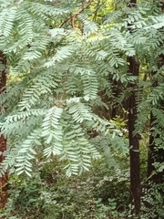 Alvaradoa amorphoides