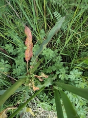 Rumex crispus