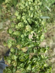 Rumex crispus