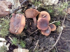 Lactarius camphoratus