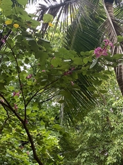 Bauhinia × blakeana