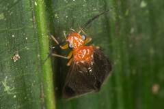 Calopsocus