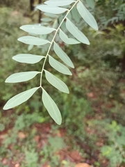 Alvaradoa amorphoides