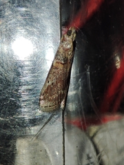 Phycitini