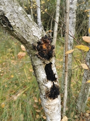 Inonotus
